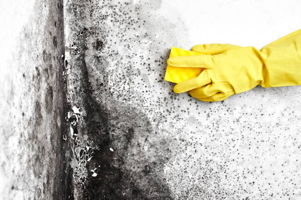 Best Residential Mold Removal  in Weeping Water, NE