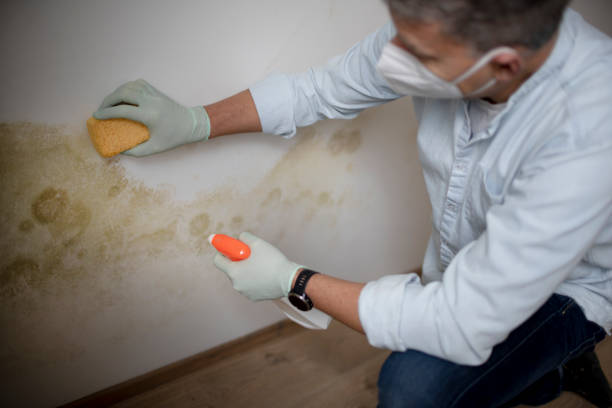 Best Attic Mold Removal  in Weeping Water, NE