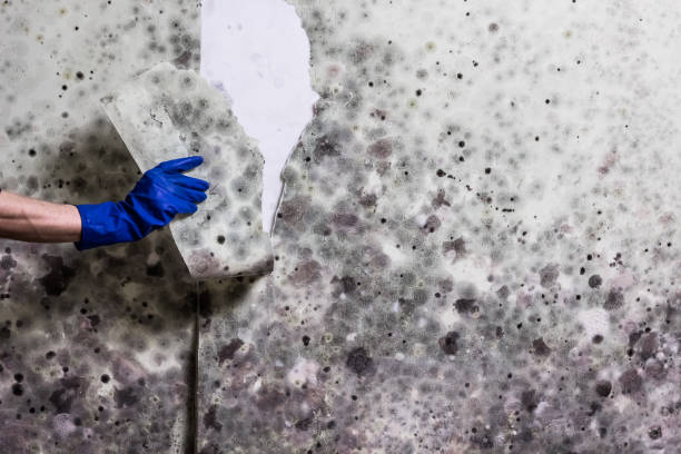 Best Mold Cleaning Services  in Weeping Water, NE