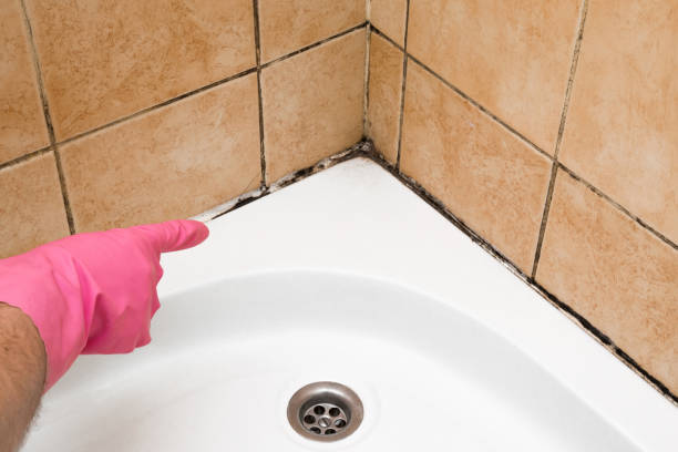 Best Office Mold Removal Services  in Weeping Water, NE
